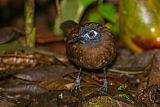 Chestnut-backed Antbird